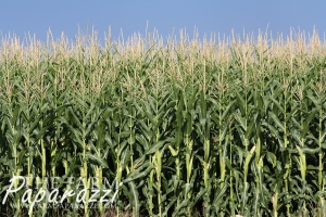 Crop Progress Aug. 2014 | The Farm Paparazzi