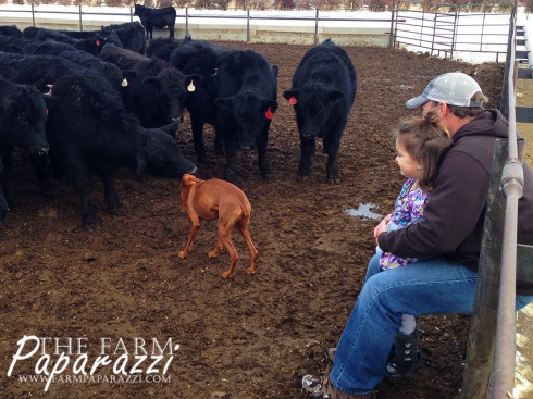 Christmas, Kids, Cows and Clay | The Farm Paparazzi