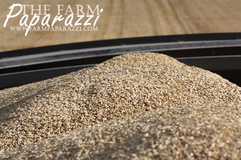 See the Grain Cart Work | The Farm Paparazzi
